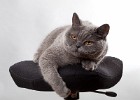 katzen0000074