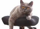 katzen0000080