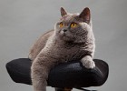 katzen0000082