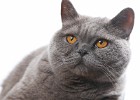 katzen0000084