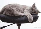 katzen0000090
