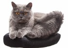 katzen0000093