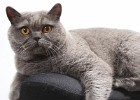 katzen0000094