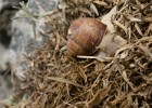 Schnecke auf dem Krepelschrofen :-)