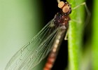  MG 2994 eintagsfliege