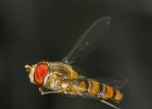 Flieger