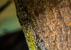 Noch ein anderer Mitbewohner, Kopfgröße ungefähr wie ein Streichholzkopf. Die Tiere sind unglaublich scheu und schnell. : Froesche, Makro, Pimo