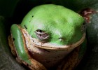 LEMURENGREIFFROSCH