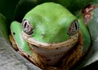 LEMURENGREIFFROSCH1
