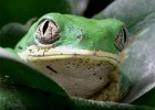 LEMURENGREIFFROSCH3