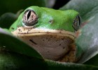 LEMURENGREIFFROSCH5