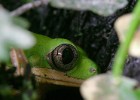 LEMURENGREIFFROSCH6