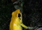 PHYLOBATESBICOLOR