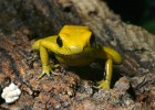 PHYLOBATESBICOLOR5