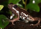 phyllobates lugubris