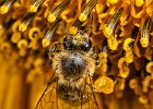 IMG 0723-Bearbeitet